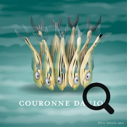 Couronne danio
