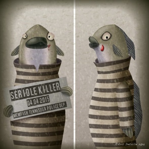 Sériole killer 